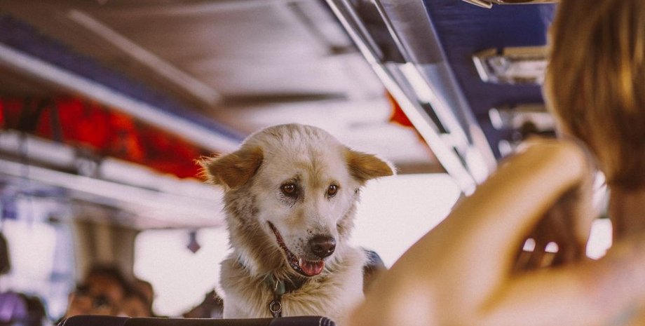 Правила перевозки собак и кошек в автобусах