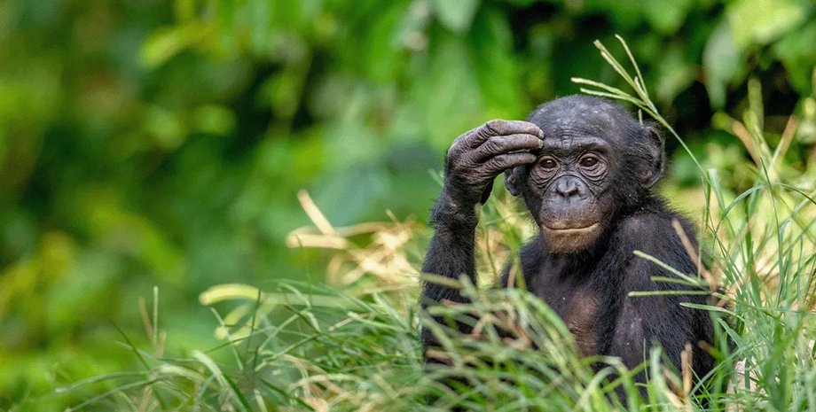 бонобо, мавпи бонобо