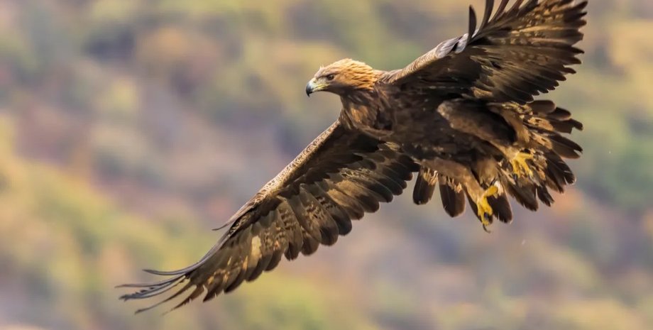 золотой орел птица