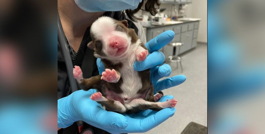 щеня, лікарня, аномалії, ветеринар