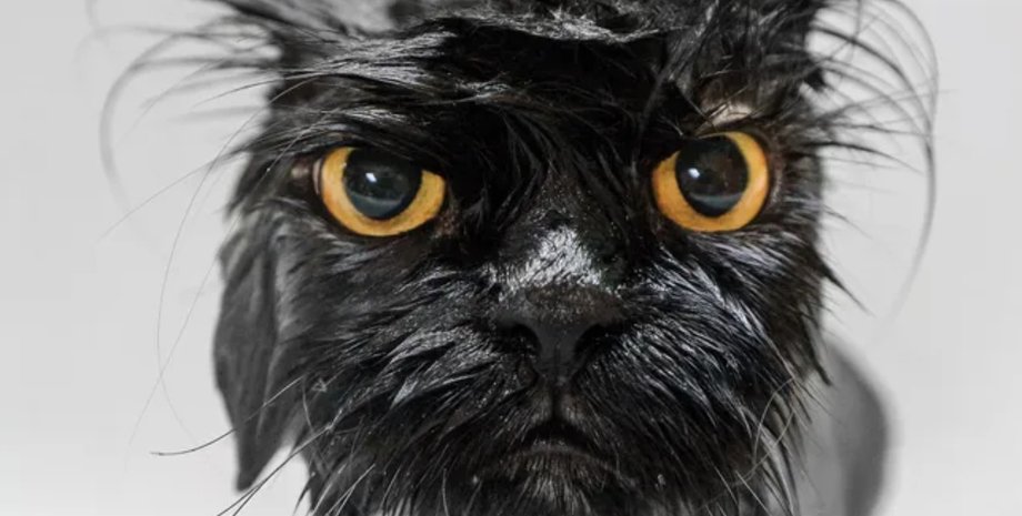 мокрая кошка