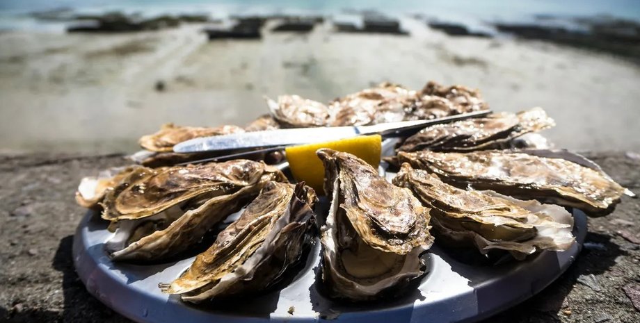 устриці, молюски, молюски, молюски скловолокно