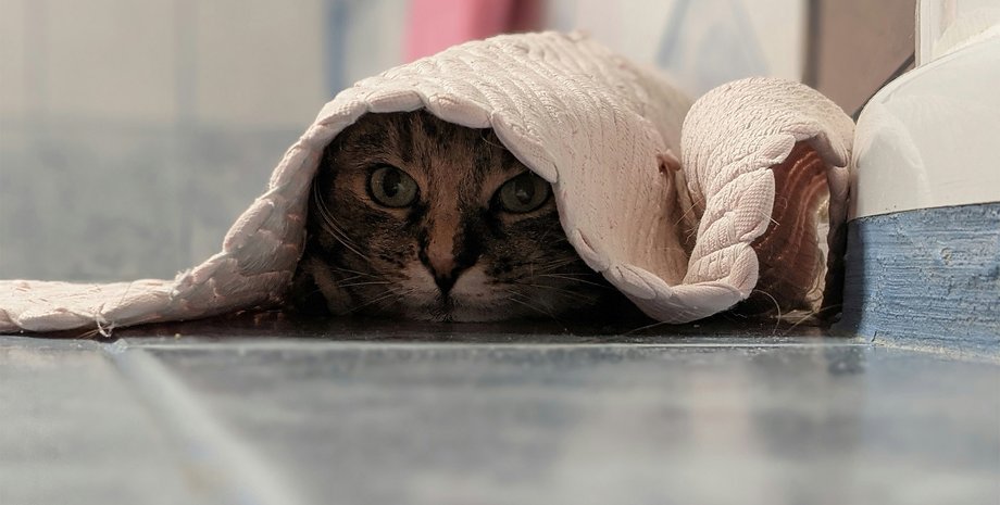 полювання кішка