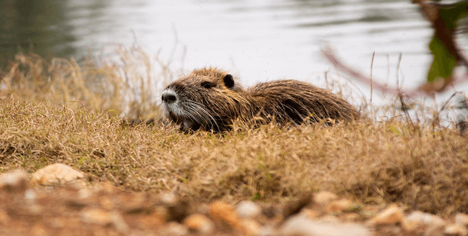 Бобер, грызун, животное, природа, озеро