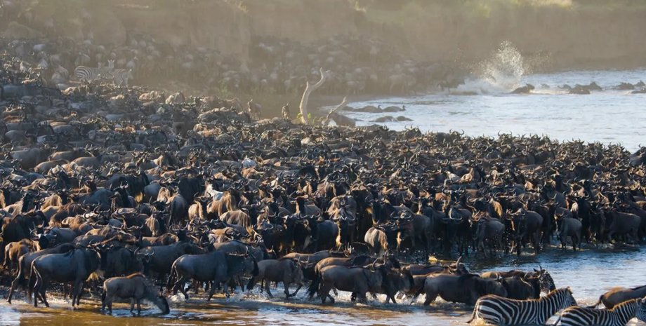 антилопи, антилопи гну, міграція антилоп