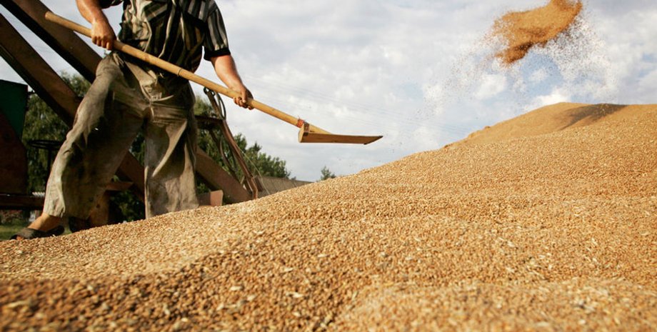 Уборка зерна / Фото: Sibnovosti.ru