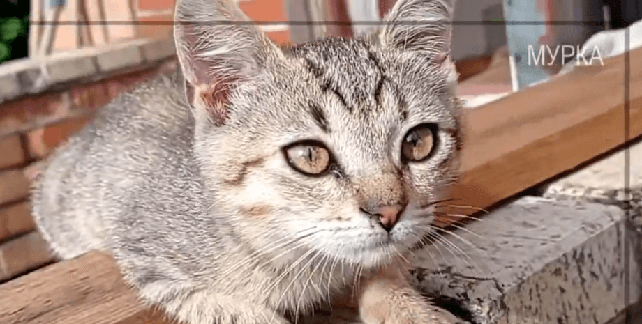 Кошка Мурка