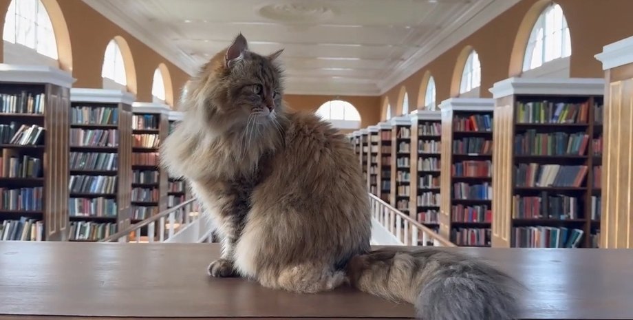 кот исси из оксфорда