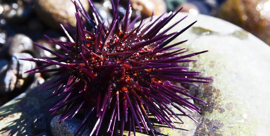 морський їжак фіолетовий морський їжак