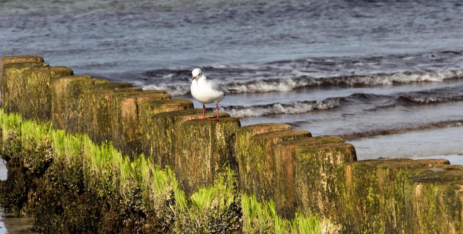 Ученые заметили рекордную аномалию в Балтийском море Балтийское море аномалия
