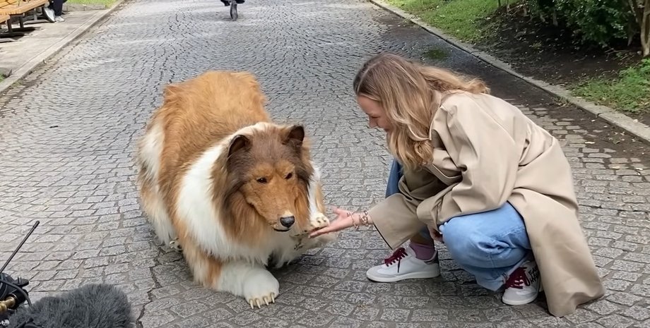 I want to be an animal, мужчина в костюме собаки, мужчина в костюме бордер-колли, мужчина-колли toco, toco видео, toco прогулка