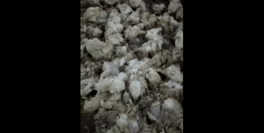 гаврилівські курчата, цыплята, едят, жестокое видео