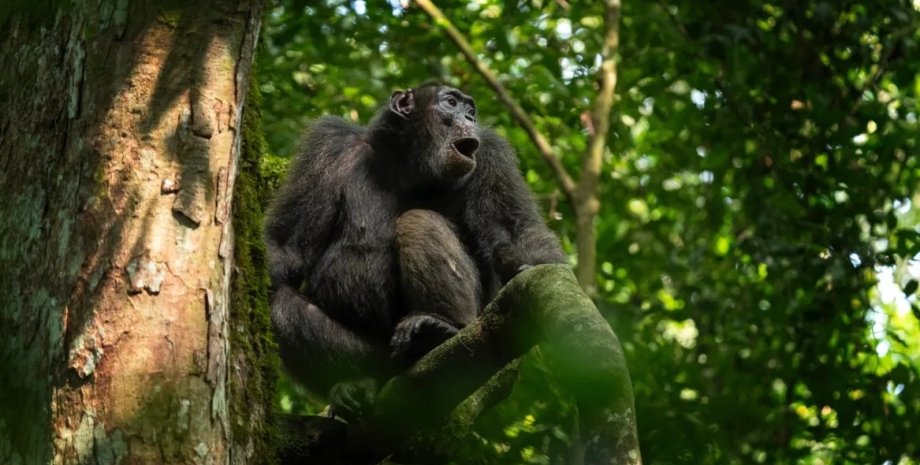 шимпанзе, обезьяна
