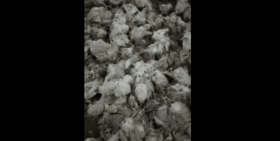 гаврилівські курчата, цыплята, едят, жестокое видео