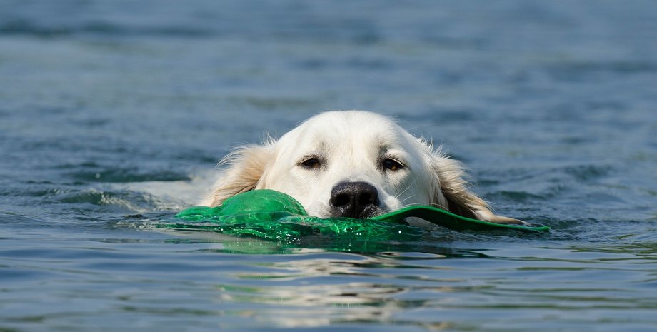 собаки, собаки и вода