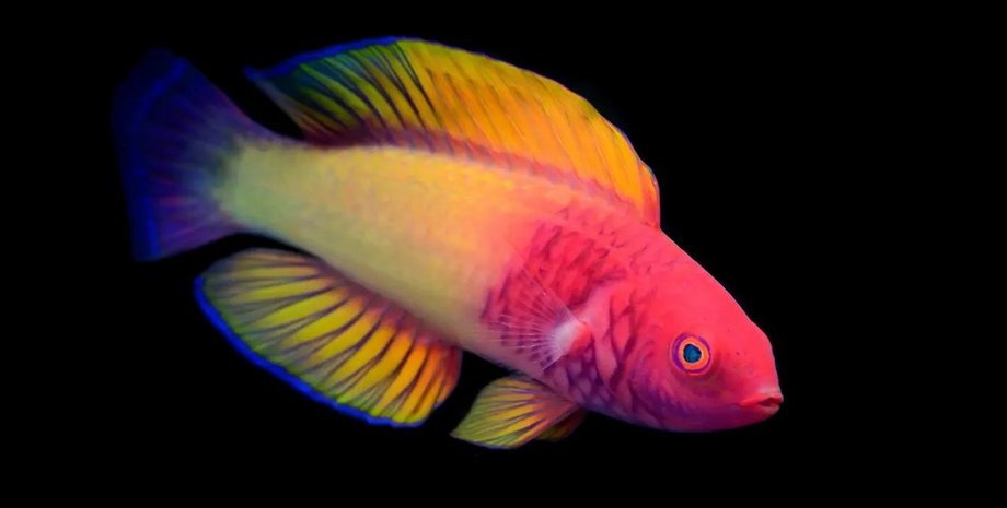 рыба, губан, Cirrhilabrus finifenmaa