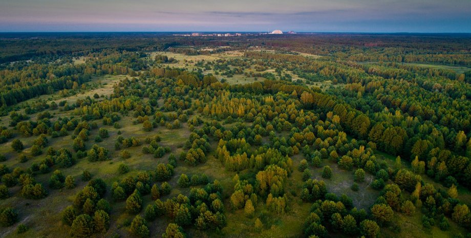 природа, Чернобыльский заповедник, биосфера