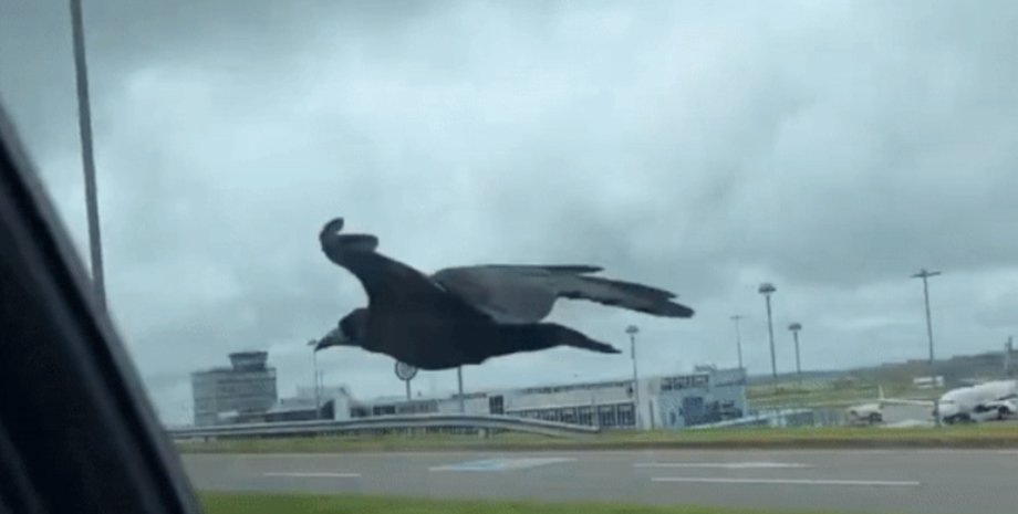 Ворона, птица, такси, дорога, водитель, пассажир, покормила ворону, покормила птицу, таксист