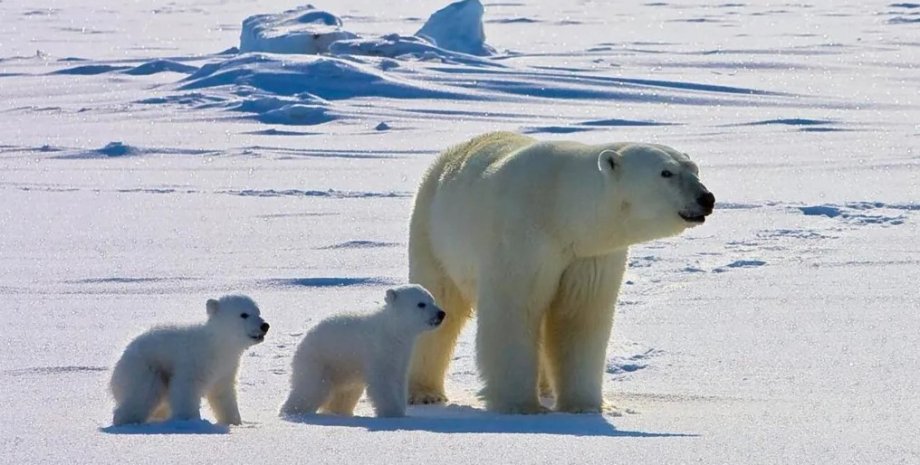 Les chercheurs ont découvert que le réchauffement dans l'Arctique rendait les ou...