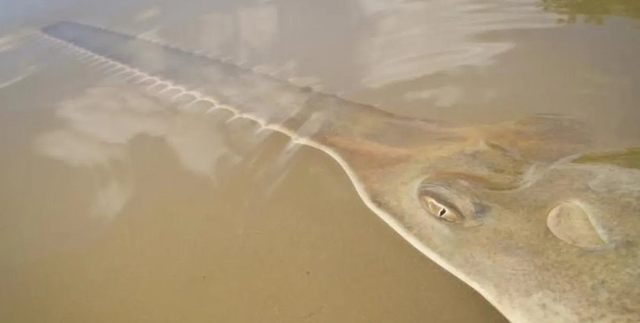 рыбы, рыба пила, рыба-пила