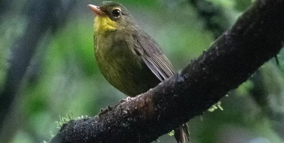 сутінковий зошит