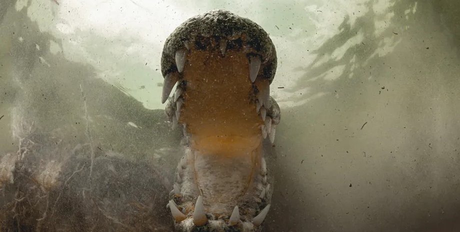 крокодил, сила укуса, сила укуса крокодила