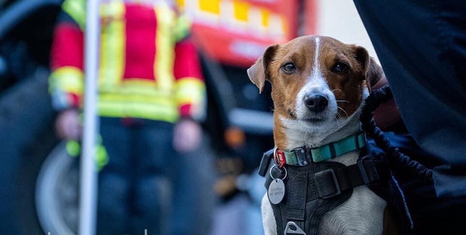 Джек-рассел-тер'єр, пес Патрон, службовий пес патрон