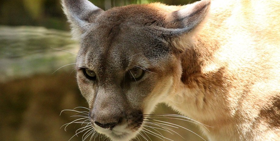 дикая природа, пума, охота пумы