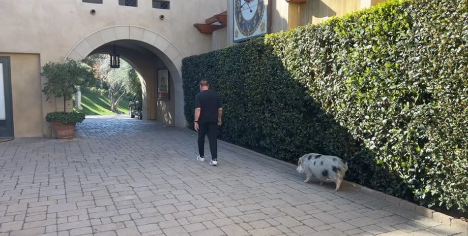 Арнольд Шварценеггер і його свинка Шнеллі