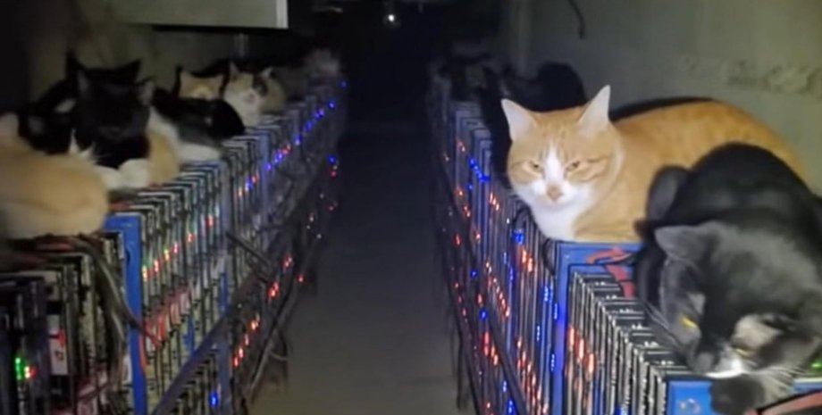 Коти зупинили біткойн-ферму