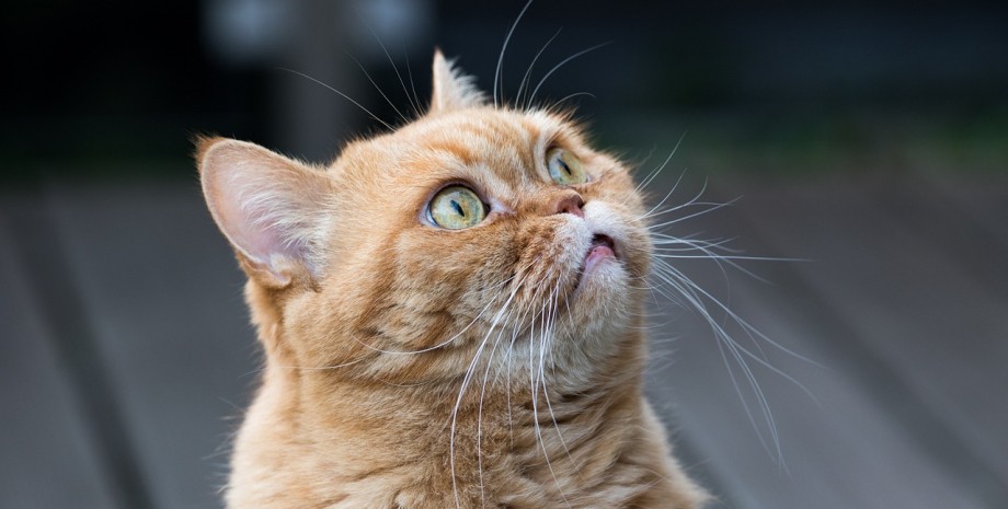 Кіт кіт, коти, кішка, фото кота, кіт просить їсти, здивований кіт, смішний кіт