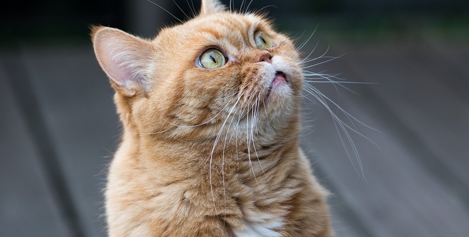 кот, коты, кошка, фото кота, кот просит есть, удивленный кот, смешной кот, смешной кот