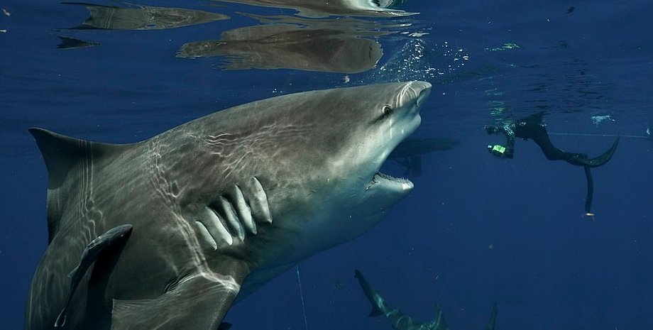 бычья акула, дайвер