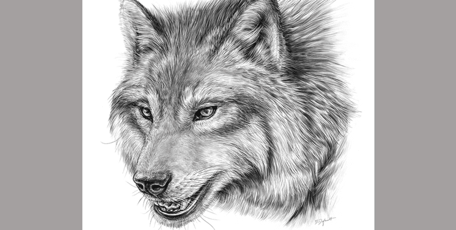 вовк, дослідження, лютий вовк, жахливий вовк, древні тварини, хижак, древній хижак, археологія, знахідка, канада, азія, льодовиковий період, щелепа, зуб