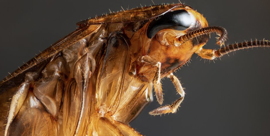 таргани, комахи, ядерний удар