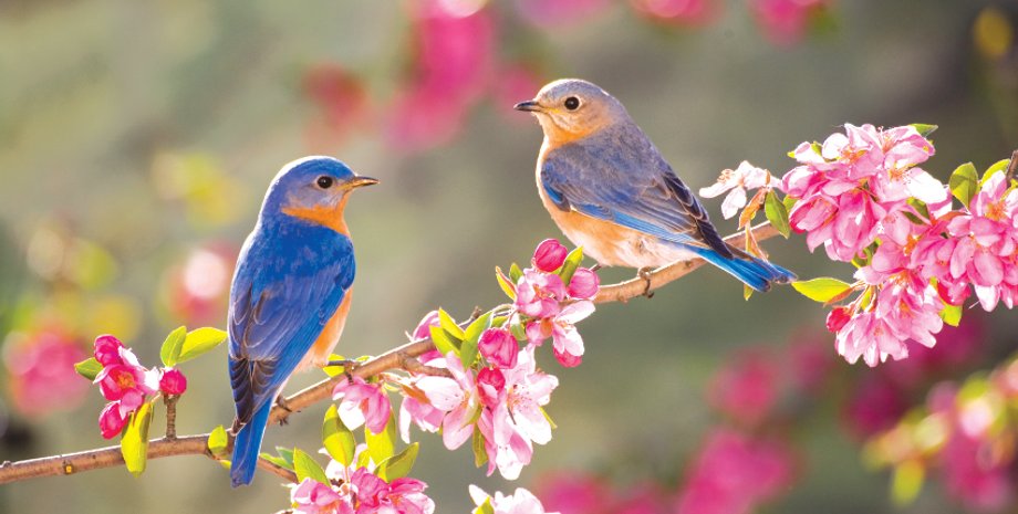 Весна / Фото: promum.com.ua