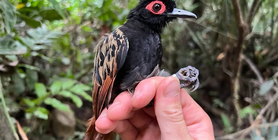 птахи, тропічні птахи