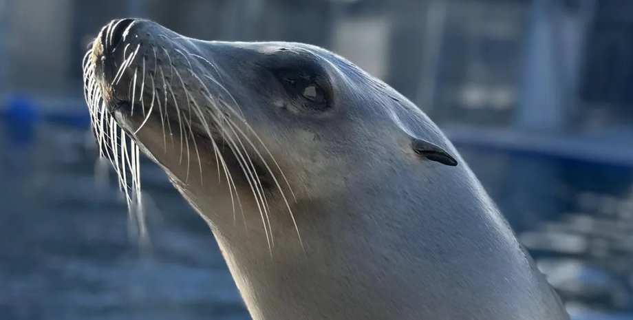 морской лев