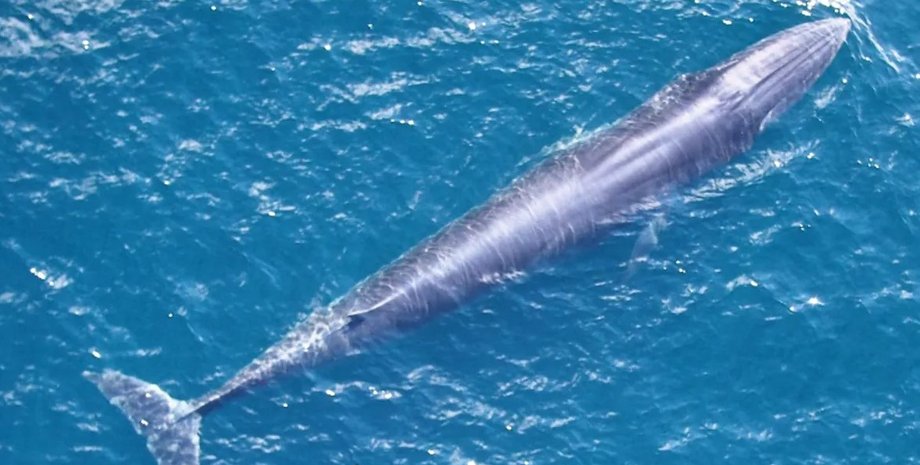 киты, киты райса, киты райса вымирают