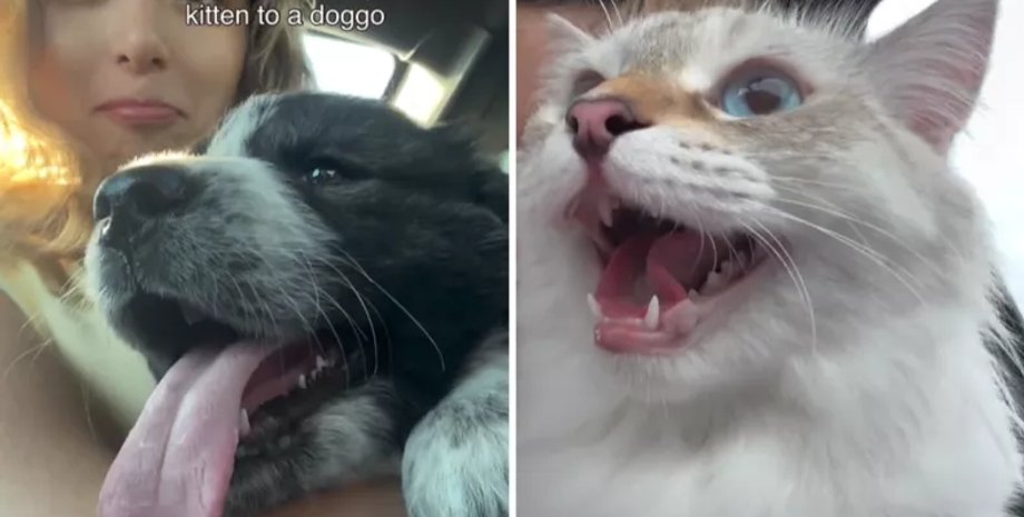 собака и кот