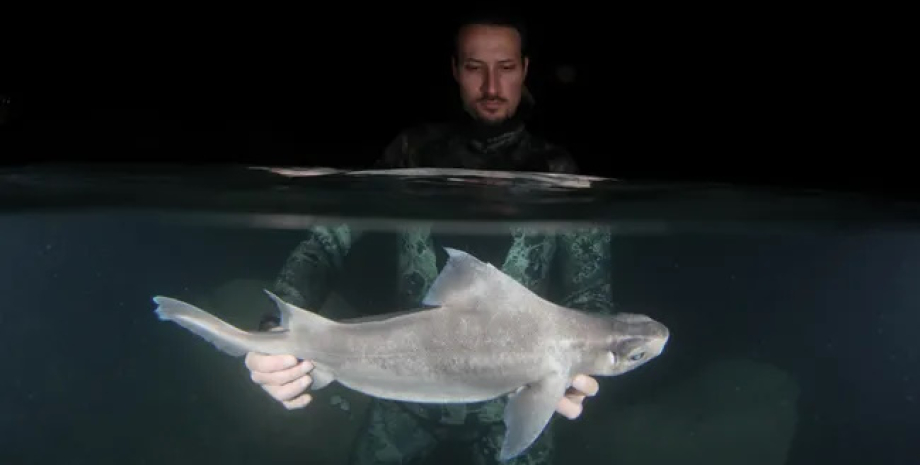 Белую акулу-призрака обнаружили на глубине 200 метров белая акула, акула-призрак, редкая акула-призрак