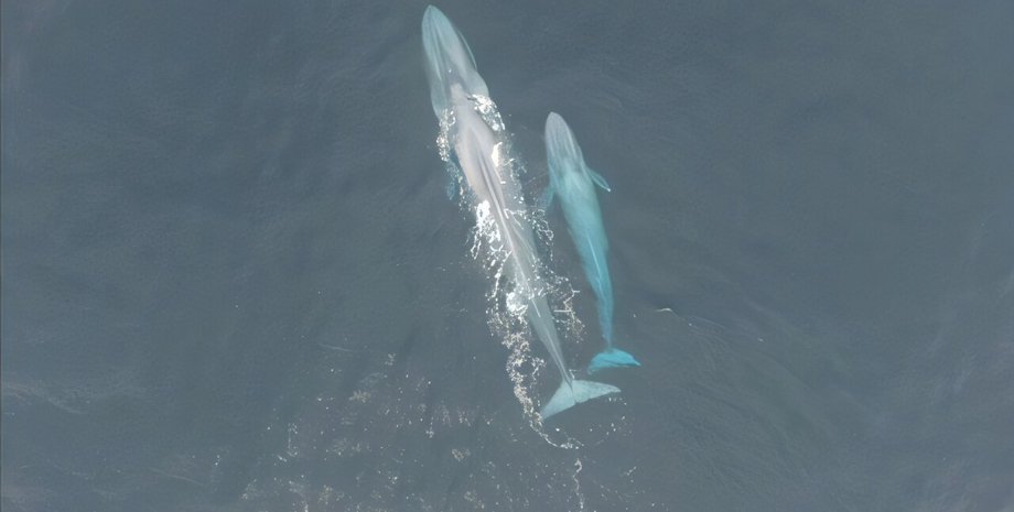 кит, синий кит, рождение синего кита, синий кит рождение