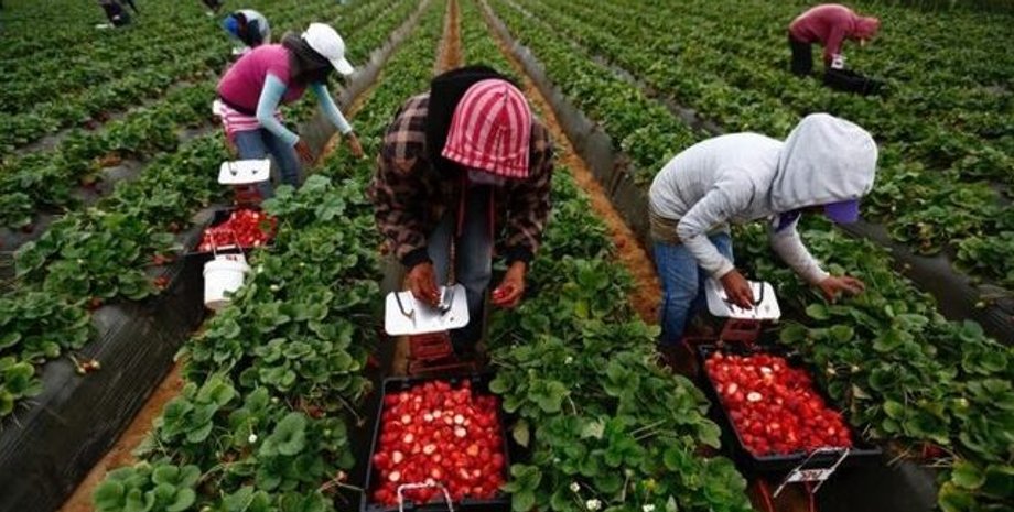 Ягодоводство в Украине