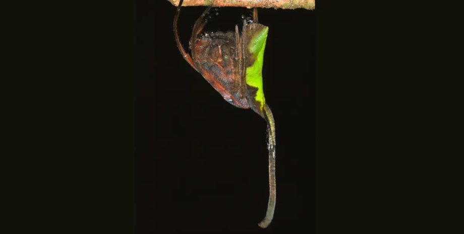 маскировка листва