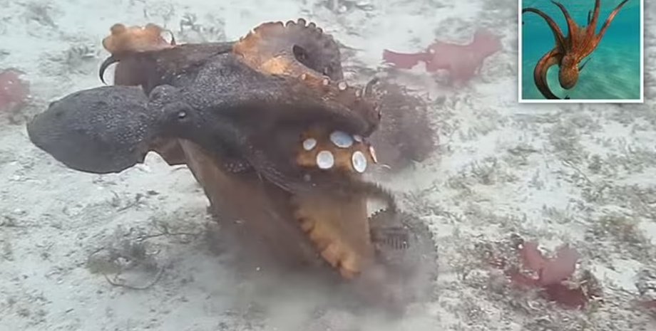 осьминог, самки