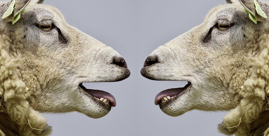 споры, ссоры