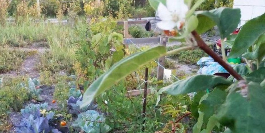 Фото: pro.berdiansk.biz