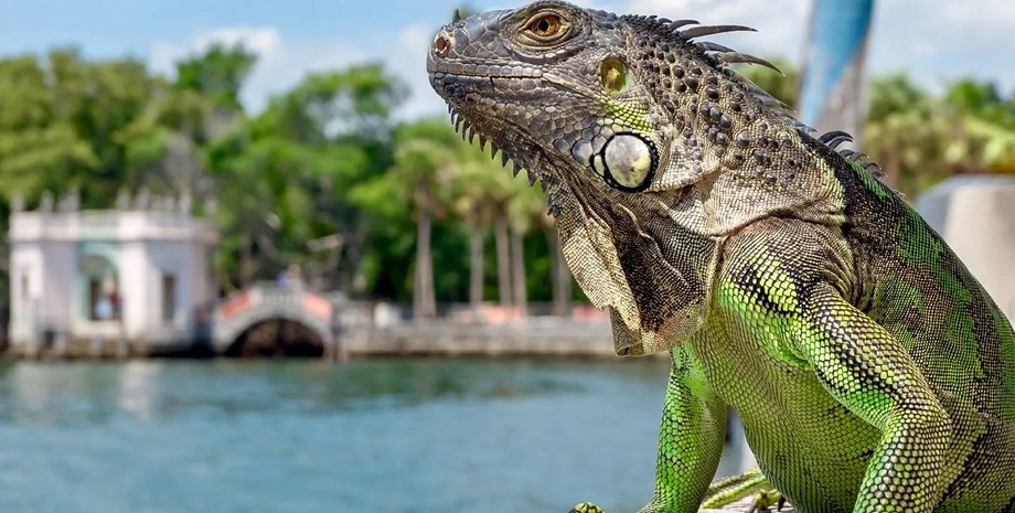 Зеленая игуана в Флориде, инвазивные виды, сша, охота, блюдо из игуаны
