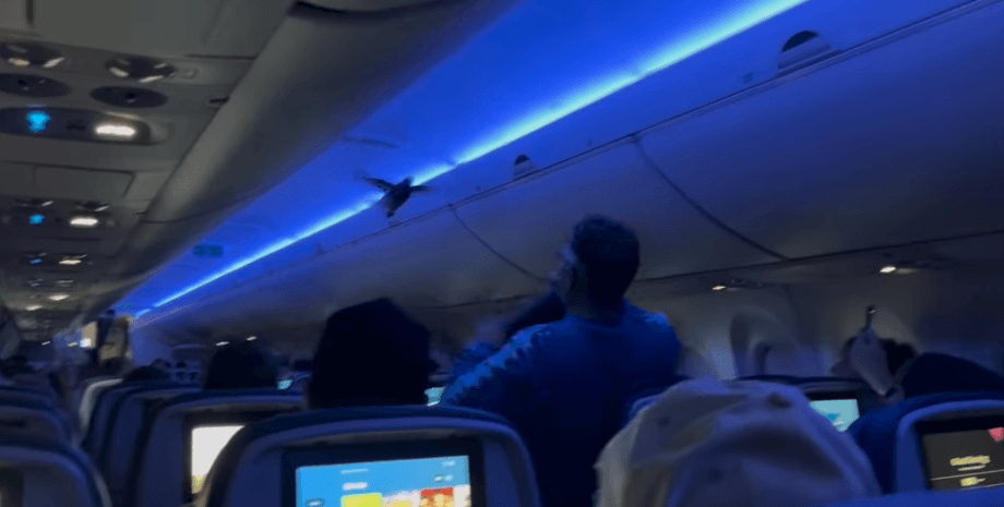 У салоні літака виявили двох голубів, через яких було затримано рейс