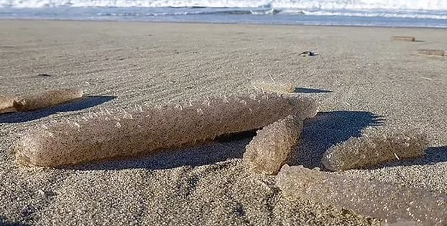 пиросомы, соленые морские огурцы